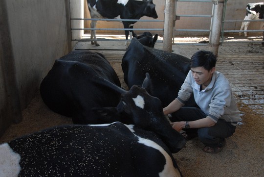 [-]Dalat[-]milk:[-]Mỗi[-]ngày[-]đổ[-]bỏ[-]tới[-]4[-]tấn[-]sữa